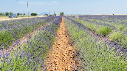 Office De Tourisme De Valensole, Office de Tourisme à Valensole